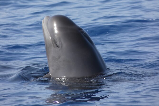 No chase Whale & Dolphin tour putting Marine Life first - we care - Your boat: Bahriyeli, a 23-meter gulet built for a steady ride