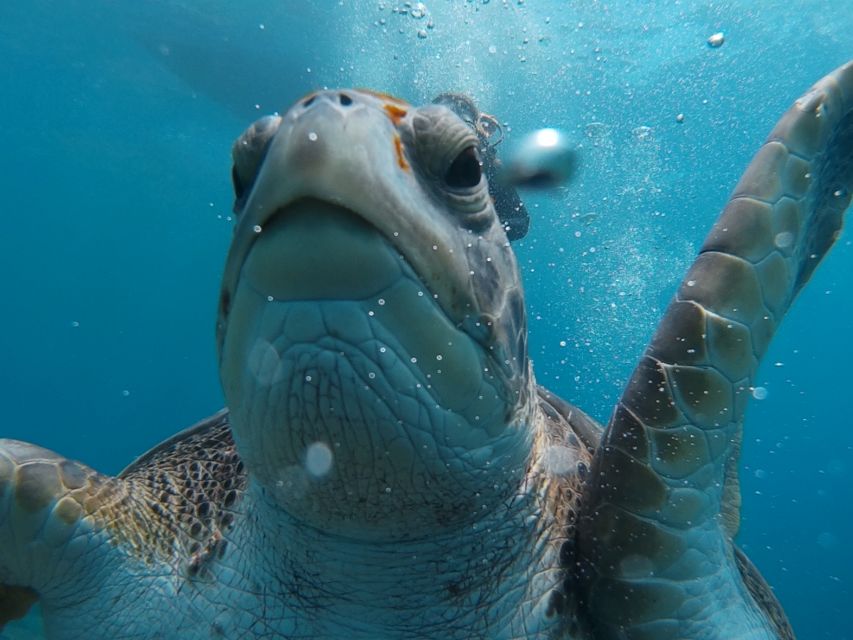 PADI Open Water Course in 3 Days - Instructors and Language Options: Comfort Counts