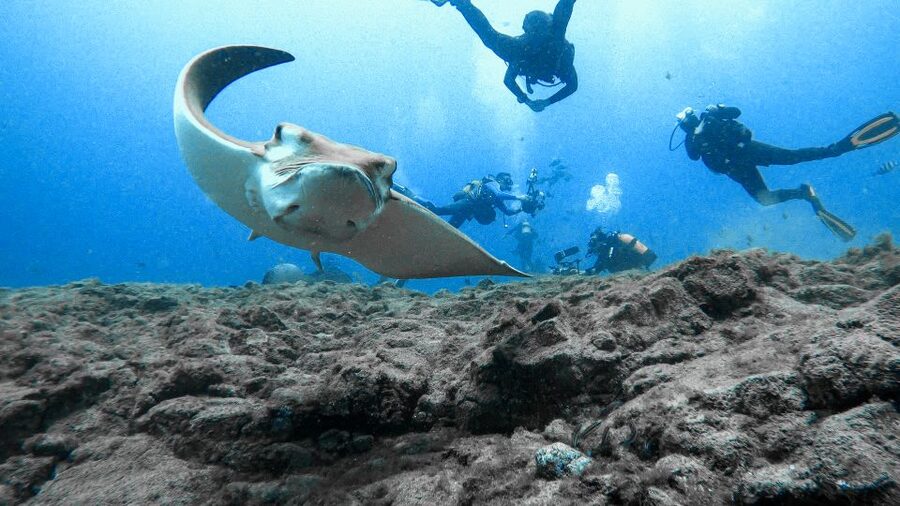 PADI Open Water Course in 3 Days - Pickup Zones on Tenerife, Plus What You Must Bring