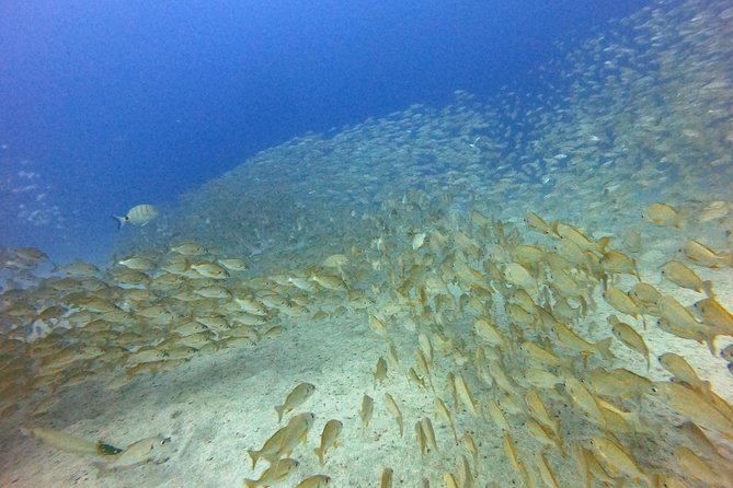 PADI Open Water Course in Costa Adeje - Price and value: $504.64 for 4 days of certification training