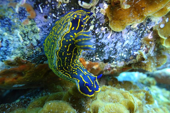 PADI Open Water Course in Costa Adeje - Practical tips to reduce stress and maximize marine life time