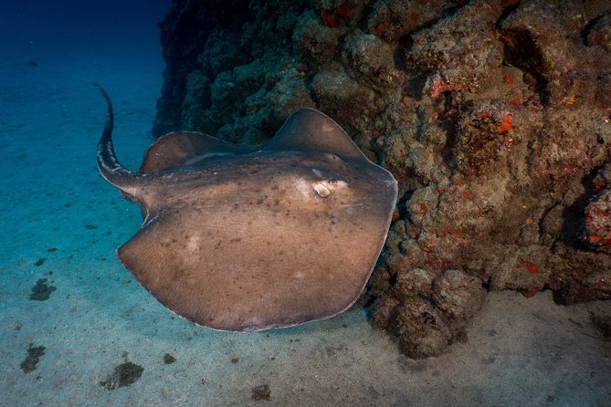 PADI Open Water course in Playa de las Americas - Day 0 Requirements: Online Theory and the Health Check