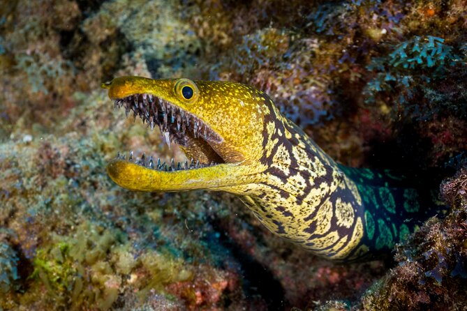 PADI Open Water course in Playa de las Americas - Price and What Makes This Deal Feel Fair