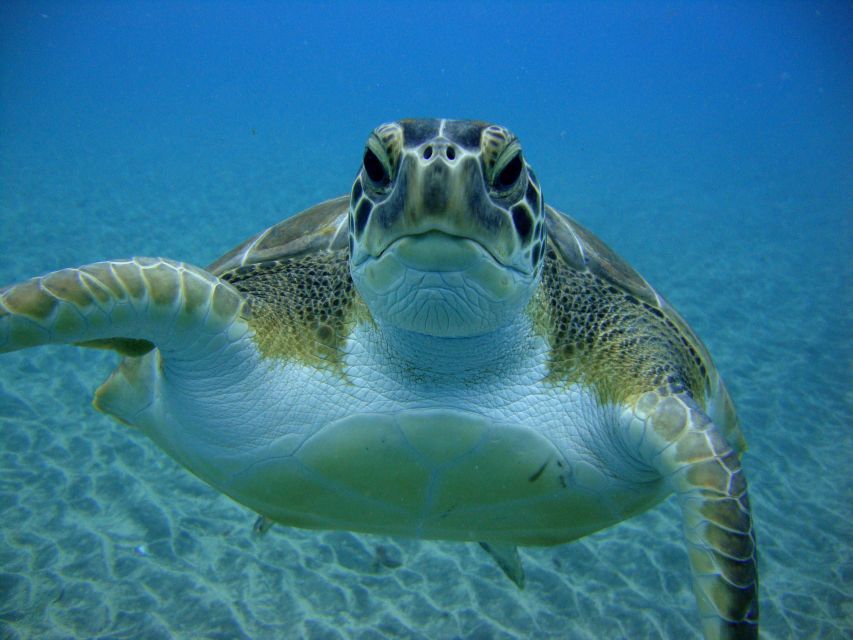 PADI Open Water Diving Course Tenerife - Breathing Underwater in Tenerife, What This Course Is Really Like