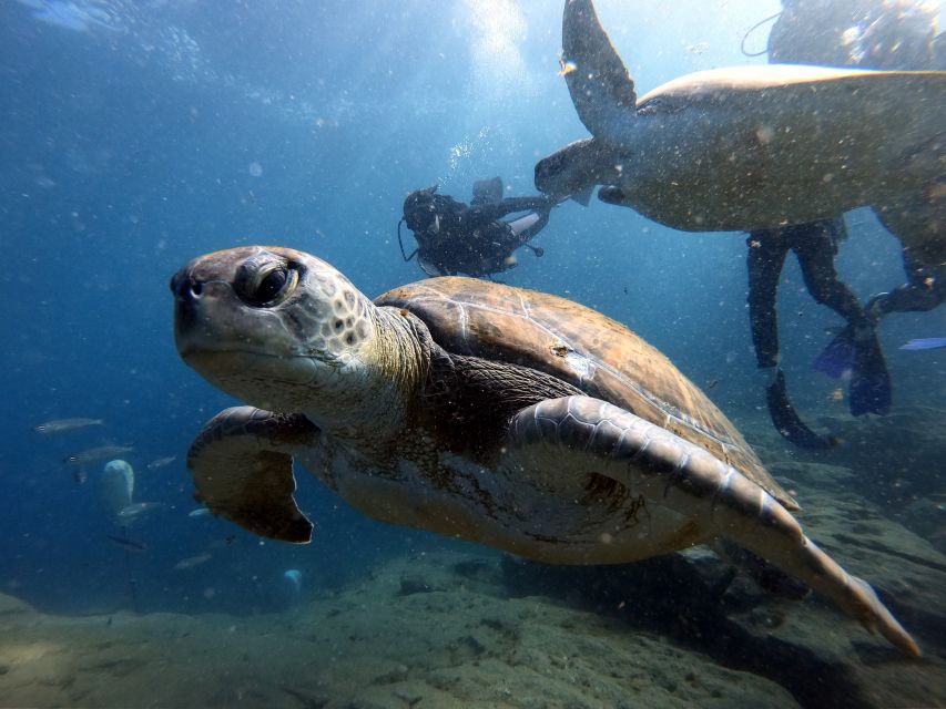 PADI Open Water Diving Course Tenerife - Gear, Materials, Insurance, and the $494 Price Check