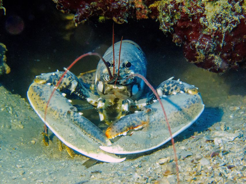 PADI Open Water Diving Course Tenerife - Confined Water on the Bay, Why That First Feeling Counts