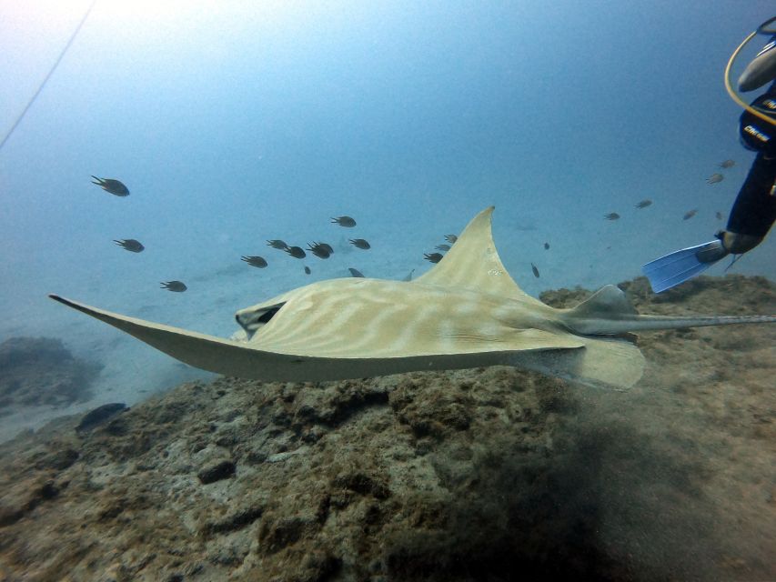 PADI Open Water Diving Course Tenerife - The 18-Meter Certification Limit, and How to Plan After