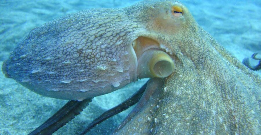 PADI Open Water Diving Course Tenerife - The Island’s Underwater Site Visit, What to Expect From a Course Stop