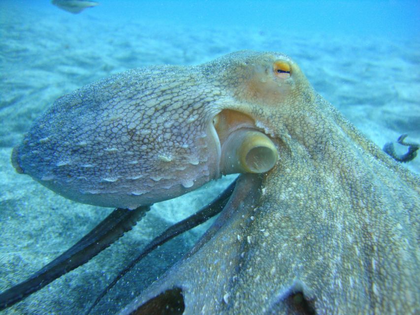 PADI Open Water Diving Course Tenerife - 5 Days, 3 to 4 Days of Training, and a Straightforward Progression