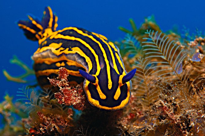 PADI ReActivate, Refresh your scuba skills! - Logistics in Radazul: meeting point and timing that work