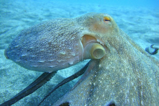 PADI Scuba Dive Course in Costa Adeje - Why the PADI Scuba Diver Rating Fits a Busy Tenerife Stop