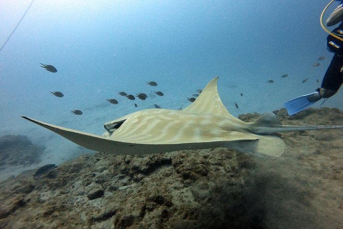 PADI Scuba Dive Course in Costa Adeje - Three Classroom Sessions That Set You Up for Success