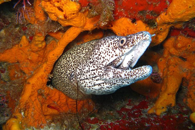 PADI Scuba Dive Course in Costa Adeje - Two Supervised Underwater Sessions: Gear Included, Coaching Included