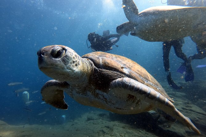PADI Scuba Dive Course in Costa Adeje - Price and Value: What $300.67 Covers, and What You’re Paying For