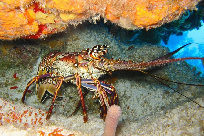 PADI Scuba Dive Course in Costa Adeje - Weather, Timing, and How to Plan Your Day in Costa Adeje