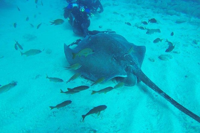 PADI Scuba Diving Courses in Tenerife: All Specialities Until Divemaster - PADI courses on Tenerife’s west coast, what makes them click