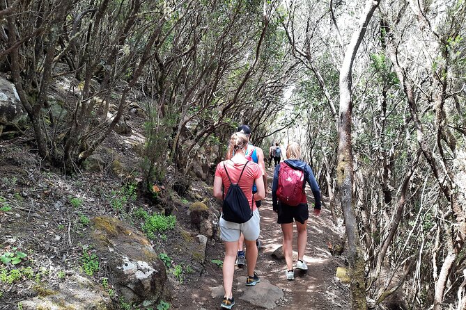Panoramic route across the Teno rural Park in Tenerife - What you can learn on the move: geology, plants, and local life