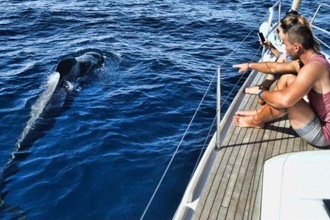 Premium All Inclusive Whale & Dolphin Watching Experience - Key highlights you should care about