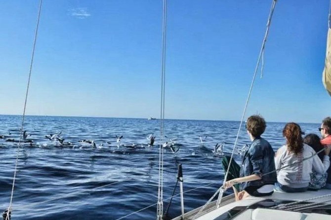 Premium All Inclusive Whale & Dolphin Watching Experience - The Snorkeling Swim Stop: Easy Access, Real-World Conditions