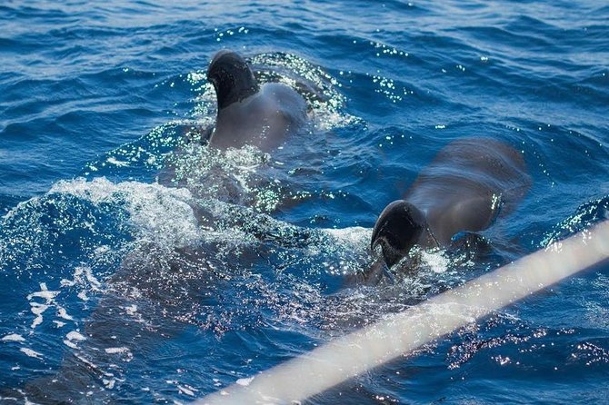 Premium All Inclusive Whale & Dolphin Watching Experience - Small-Group Yacht Size Changes the Whole Experience