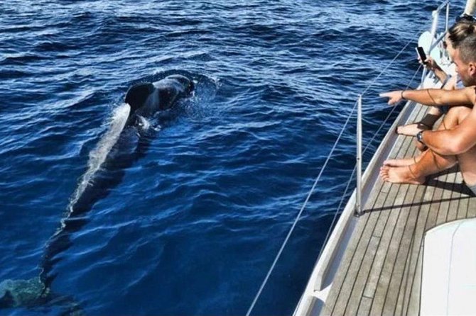 Premium Yacht Private Charter - Private yacht charter from Puerto Colón: what makes this outing feel different