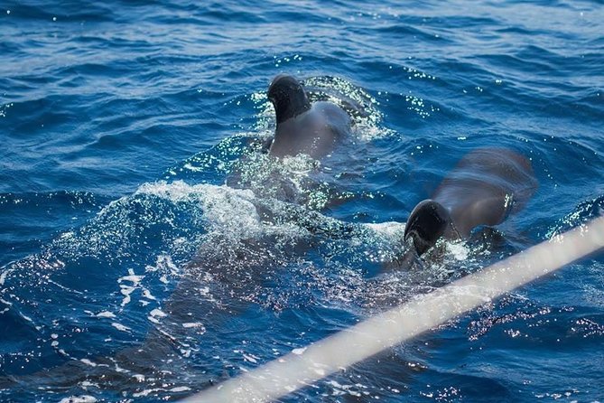 Prestigious cruiser private charter - Photos and Video: A Nice Safety Net for Memories