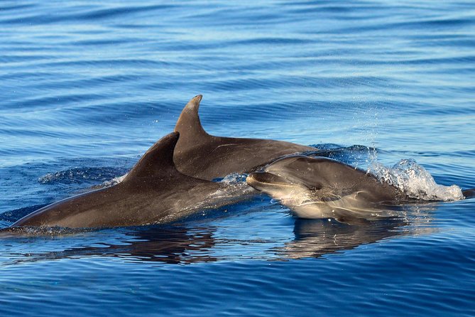 Private 2 hour Whale Watching Tour - What the 8 meter whale watching boat changes (and what it doesn’t)