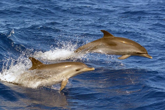 Private 2 hour Whale Watching Tour - Responsible whale watching: slow approach, distance, and hydrophone time