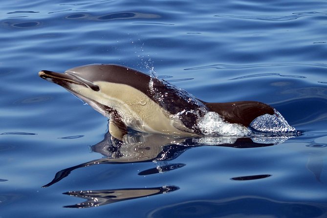 Private 2 hour Whale Watching Tour - The guide experience you might feel on board: Ion, Carlota, and John