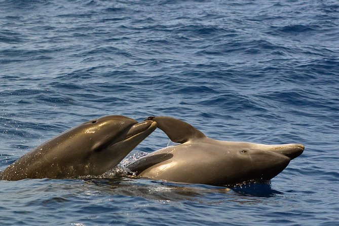 Private 2 hour Whale Watching Tour - Photos emailed after the tour: a simple upgrade that changes how you watch