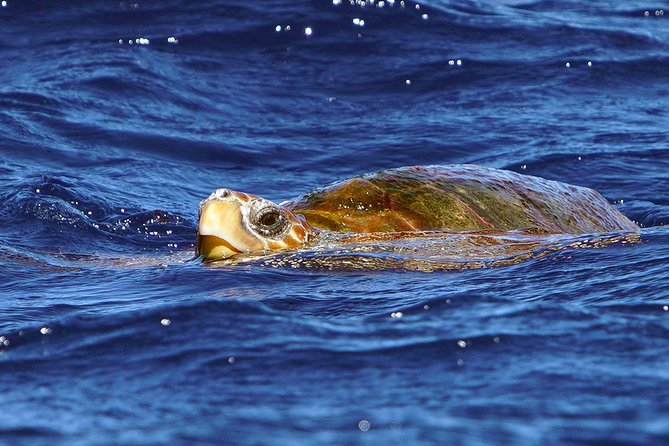 Private 2 hour Whale Watching Tour - What you might see around Tenerife: pilot whales, Atlantic spotted dolphins, and more