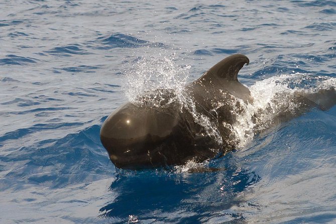 Private 2 hour Whale Watching Tour - The onboard briefing: how the biologist helps you watch for real behavior