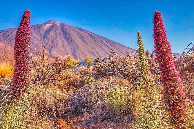 Private 8 hours Tour to El Teide from Tenerife Hotel with driver/guide - Private pickup and a full 8-hour day, without the coach hassle