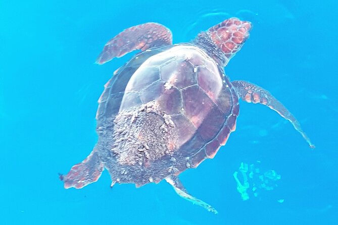 Private boat tour - Snorkeling at La Caleta: included gear, fish spotting, turtles