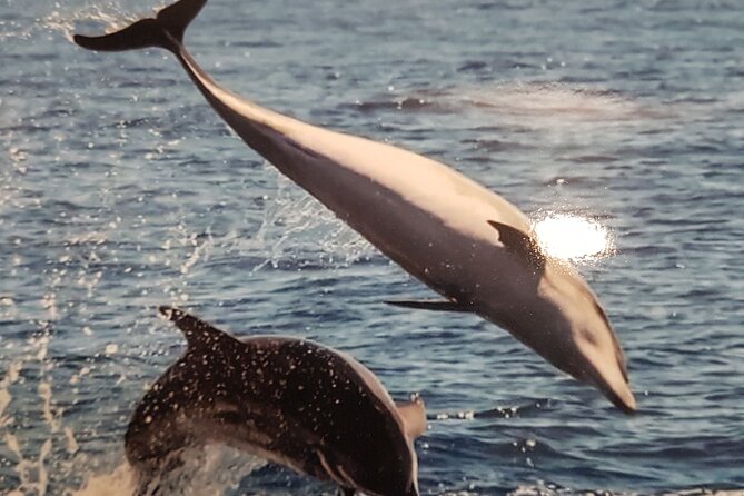 private charter 3 Hours Whale Encounter puerto colon adeje - Key Highlights You’ll Actually Care About