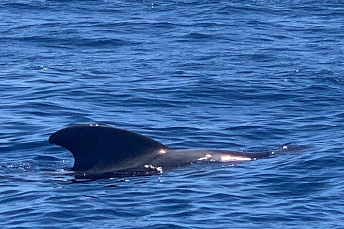 private charter 3 Hours Whale Encounter puerto colon adeje - Costa Adeje Meet-Up: Finding Puerto Colón without Stress