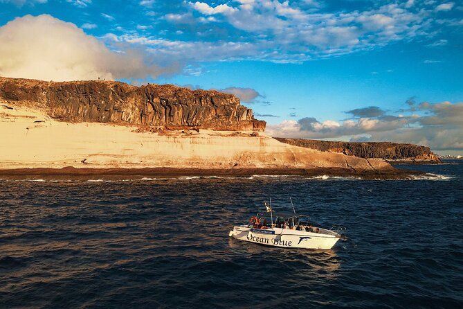private charter 3 Hours Whale Encounter puerto colon adeje - Who Should Book This Charter in Tenerife (and Who Might Skip It)