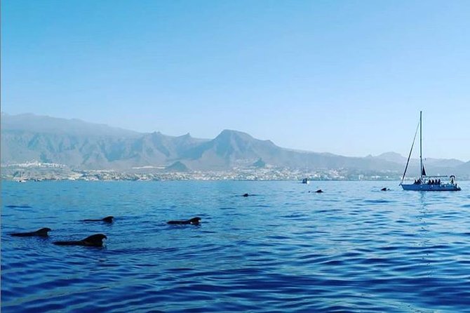 Private Charter in Tenerife south max 7 people - Key highlights to know before you go