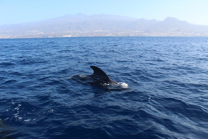 Private Charter in Tenerife south max 7 people - Puerto Colón meeting point and what the 3 hours include
