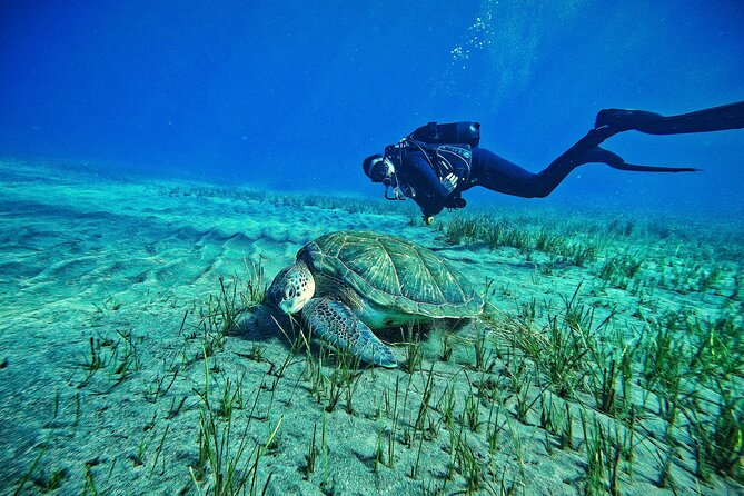 Private Scuba Diving in Tenerife – Certified Instructor & Photos - Key highlights worth knowing