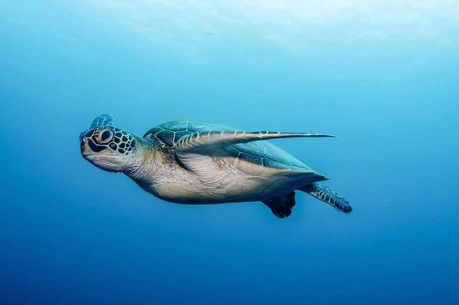Private Scuba Diving in Tenerife – Certified Instructor & Photos - Underwater time: what you might see and what to expect realistically