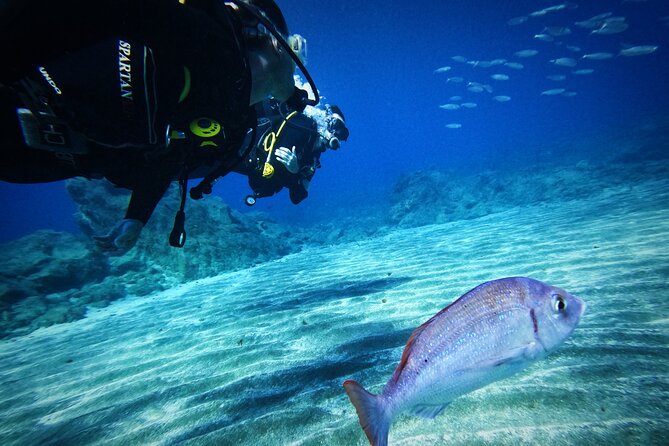 Private Scuba Diving in Tenerife – Certified Instructor & Photos - Free underwater photos and videos: how to get the most
