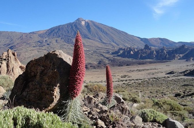 Private VIP Tour Tenerife Magic Circle - El Drago Milenario, One of the Oldest Trees on Earth