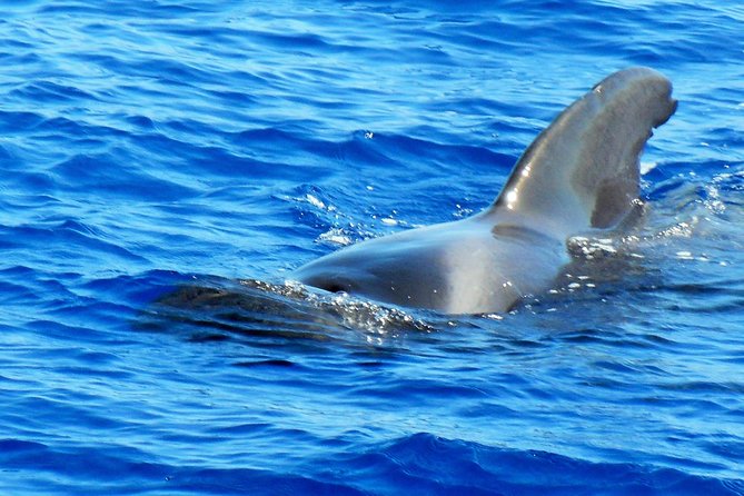 Private Yacht Excursion from Puerto Colon 3 hours - 3 hours on the North Atlantic: your whale-and-dolphin search plan