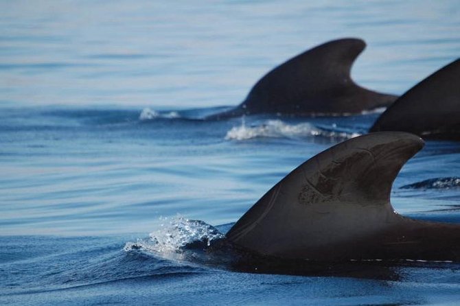 Private Yacht Tour With Whale and Dolphin Watching 33 Foot Boat - Snacks, Unlimited Drinks, and Snorkeling Gear That Remove Headaches