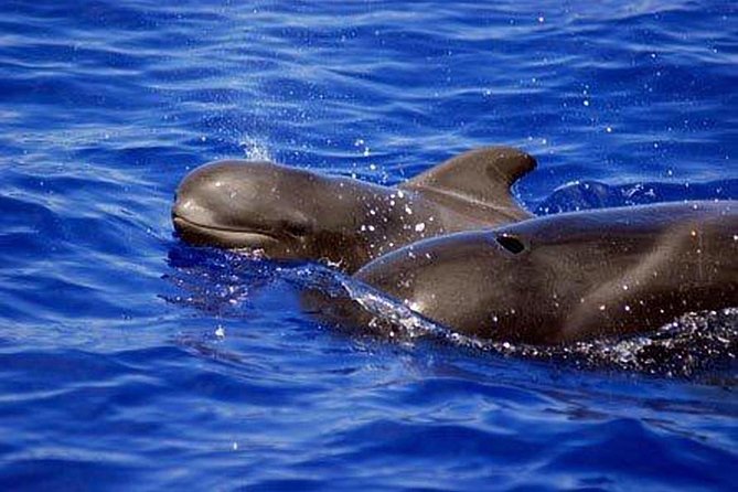 Private Yacht Tour With Whale and Dolphin Watching 33 Foot Boat - Who Should Book This Yacht Tour in Tenerife