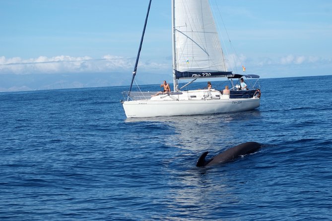 Private Yacht Tour With Whale and Dolphin Watching 33 Foot Boat - Costa Adeje Sailing: Caves, Beaches, and Wildlife-First Stops