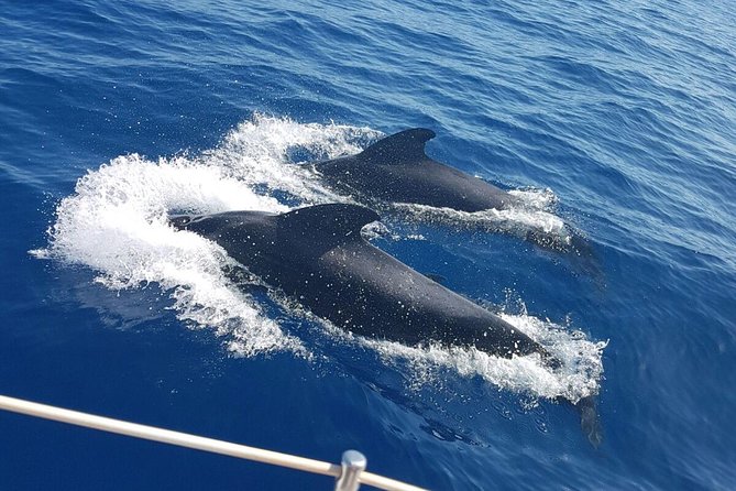 Private Yacht Tour With Whale and Dolphin Watching 42 Foot Boat - Itinerary flow, in real life terms