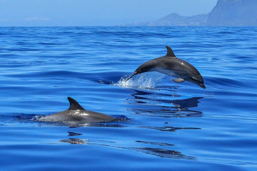 Puerto Colon: Dolphin and Whale Watching Speedboat Cruise - Price and Value: Why the $77 Ticket Often Feels Fair