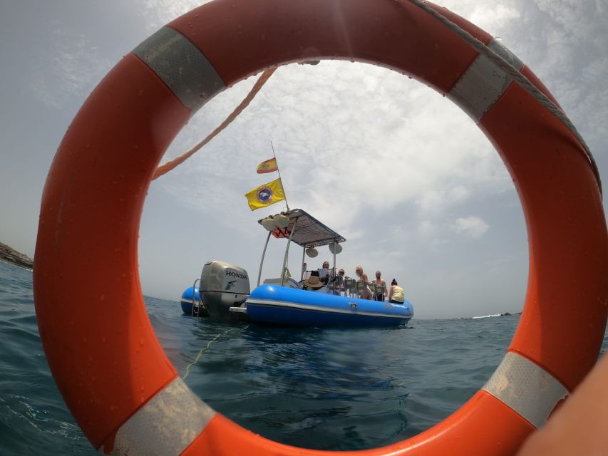 Puerto Colon: Dolphin and Whale Watching Speedboat Tour - Palm-Mar or La Caleta: the swim and snorkeling payoff
